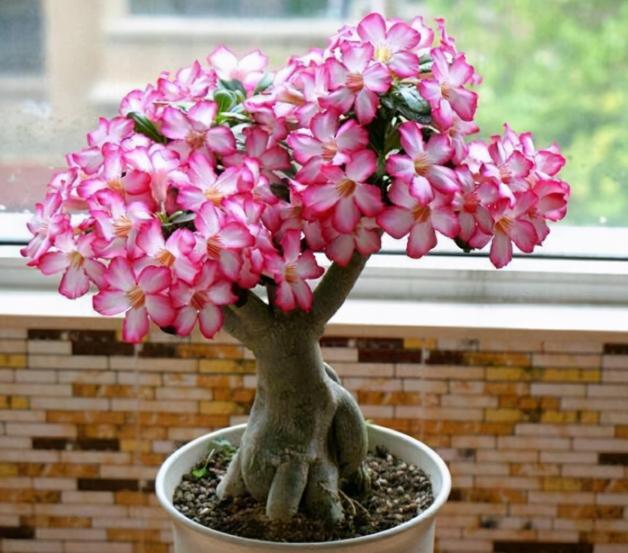 花卉養護