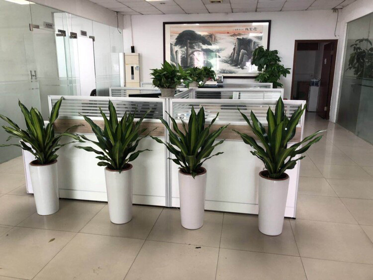 植物租賃比直接購買花費的成本高？實則不然