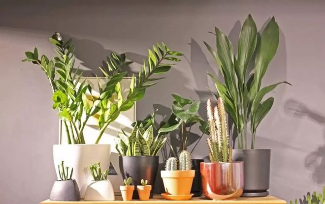 最常見的10種綠植養護，就是這么簡單！