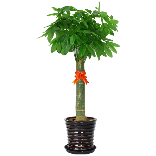 植物租賃公司推薦｜開業送綠植，這幾款高顏值又有寓意！