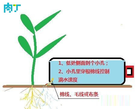 滴灌怎么做？教你給花盆、菜盆制作一個滴灌