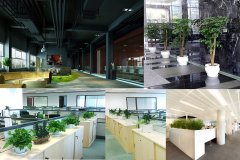辦公室綠化需要注意的地方有哪些？