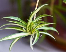 什么植物凈化空氣最好？