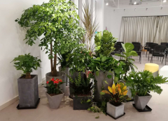 綠植租賃適合哪些地方？